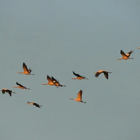 Meeresrauschen * 青斯特