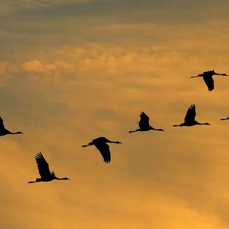 Meeresrauschen * 青斯特